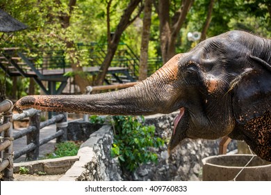 Elephant In Zoo.