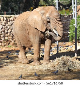 Elephant In A Zoo