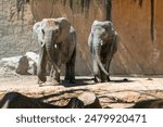 Elephant in the zoo. African elephant (Loxodonta africana)