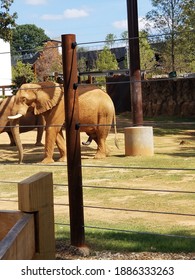 Elephant At Zoo Atlanta Happy