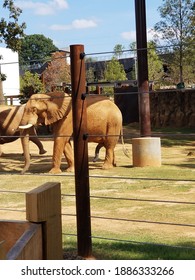 Elephant At Zoo Atlanta Happy