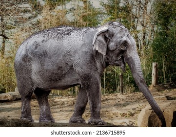 An Elephant In A Zoo Habitat 