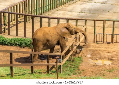 Elephant In A Zoo Of Spain