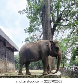 An Elephant In The Zoo, And A Tall Tree