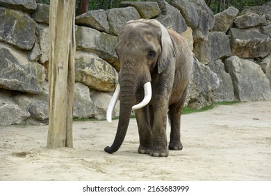Elephant In Schönbrunn Zoo In Vienna, Austria, Europe
