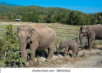 elephants 