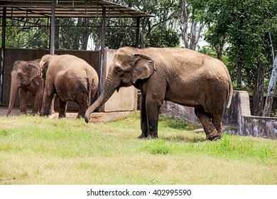 elephants - Shutterstock ID 402995590