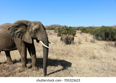 Elephants