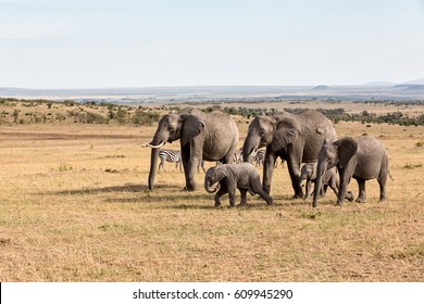 Elephants In Africa