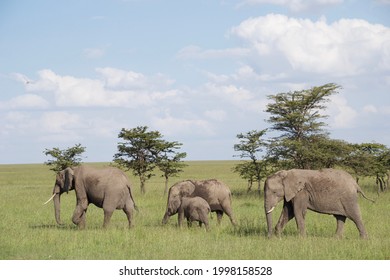 Elephants In Africa Wildlife Conservation
