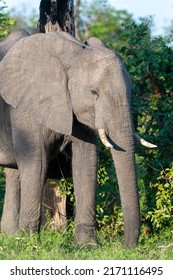 elephants in the african bush
