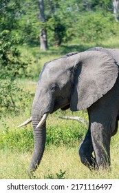 elephants in the african bush
