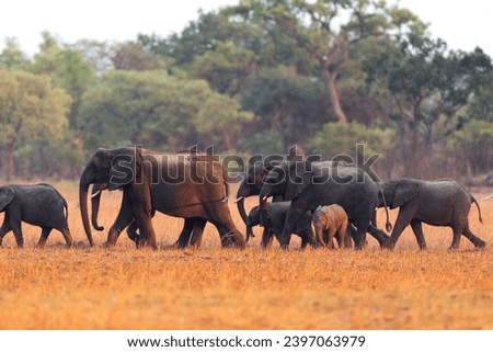 Elephants in African national parks (Botswana, Zambia, Namibia, South Africa, Zimbabwe)