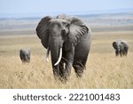 Elephant(s) in Amboseli and Masai Mara National Park