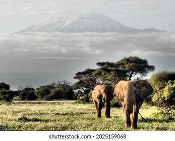 Elephants in Amboseli National Park, Kenya - Shutterstock ID 2025159068