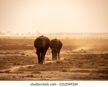 Elephants in the Amboseli National Park, Kenya, Africa. - Shutterstock ID 2252049269
