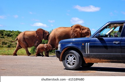 Elephants With A Baby Elephant Share A Road With A Car In Africa. Beautiful African Landscape. Wildlife. Elephant Family. Amazing Image. Sweet Memories Of Travel To Africa & African Safari. Postcard