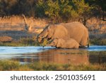 Elephants with baby in Moremi game reserve Africa, Family of Elephants , Elephants taking a bath in a water poolwith mud, eating green grass. African Elephants in landscape, green Africa, Botswana