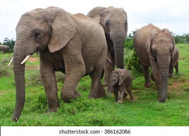 Elephants With A Baby South Africa At Addo Elephant Park