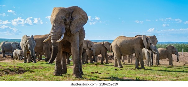 Elephants bathing, Addo Elephant Park South Africa, Family of Elephants in Addo Elephant park, Elephants taking a bath in a water poolwith mud. African Elephants - Shutterstock ID 2184262619
