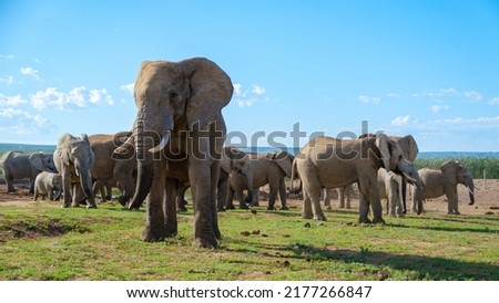 Elephants bathing, Addo Elephant Park South Africa, Family of Elephants in Addo Elephant park, Elephants taking a bath in a water poolwith mud. African Elephants