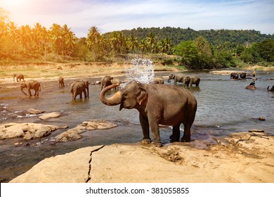 Elephants bathing in the river. National park. Pinnawala Elephant Orphanage. Sri Lanka. 