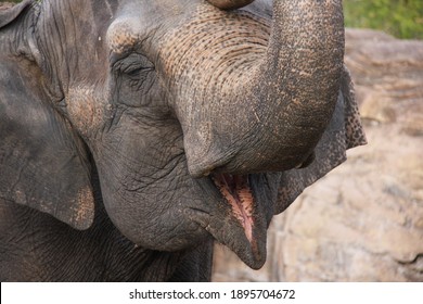 Elephants At Busch Gardens Florida Animal Park 