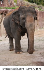 Elephants At Busch Gardens Florida Animal Park 