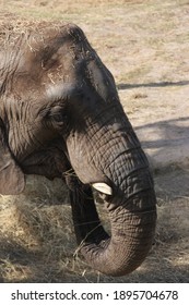 Elephants At Busch Gardens Florida Animal Park 