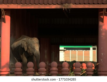 Elefanten in einem Lager in Surin, Thailand