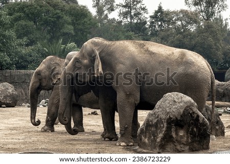Elephants in captivity in city zoo, elephants in natural state