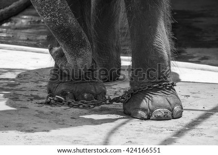 Elephants are chained to operate without immunity./made to the concept