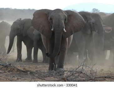 Elephants Charging