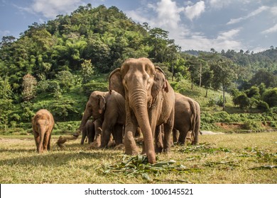 Elephants In Chiang Mai. Elephant Nature Park, Thailand