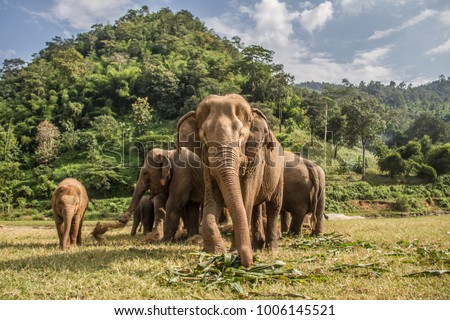Elephants in Chiang Mai. Elephant Nature Park, Thailand
