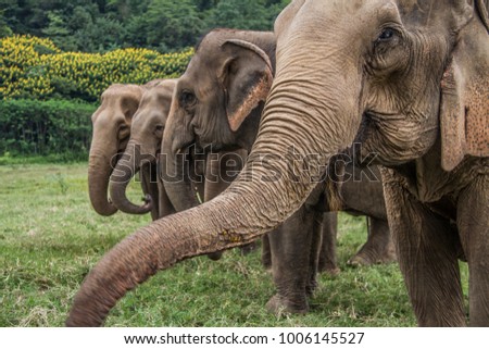 Elephants in Chiang Mai. Elephant Nature Park, Thailand