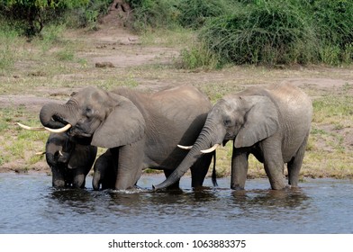 Elephants - Chobe National Park