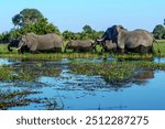 Elephants crossing the Okavango Delta in Botswana