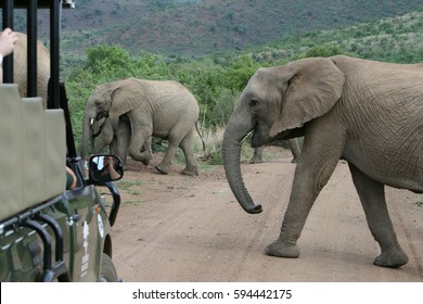 39,605 Big five game Stock Photos, Images & Photography | Shutterstock