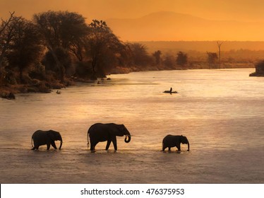 Elephants Crossing River During Sunset