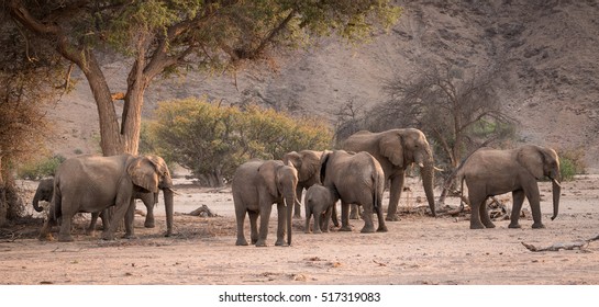 Elephants, Damaraland, Namibia