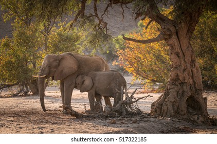 Elephants, Damaraland, Namibia