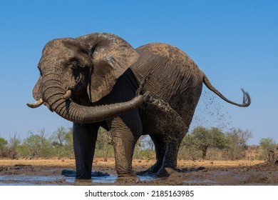 Elephants drinking ans taking a bath in a waterhole in a Game Reserve in the Tuli Block in Botswana.