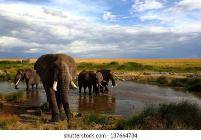 elephants drinking by a waterhole