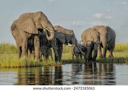 Elephants drinking at the Chobe river between Namibia and Botswana in the afternoon seen from a boat.