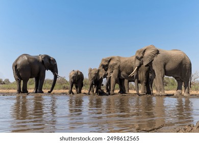 Elephants drinking and taking a bath in a waterhole in a Game Reserve in the Tuli Block in Botswana. Low angle view from a hide at water level. - Powered by Shutterstock