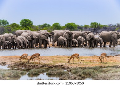 Elephants Drinking At Water Hole - Etosha