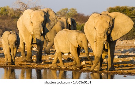 Water Hole Hd Stock Images Shutterstock