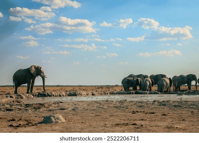 Elephants drinking water at a watering hole during a sunny afternoon in Botswana's diverse wildlife habitat - Powered by Shutterstock