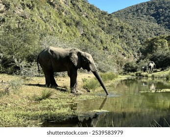 Elephants drinking waterhole calf stunning  - Powered by Shutterstock